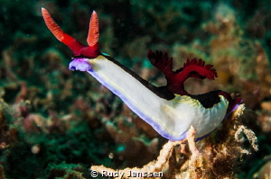 Nudi by Rudy Janssen 